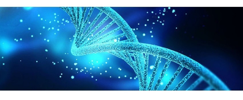 Duplicazione e Replicazione del DNA