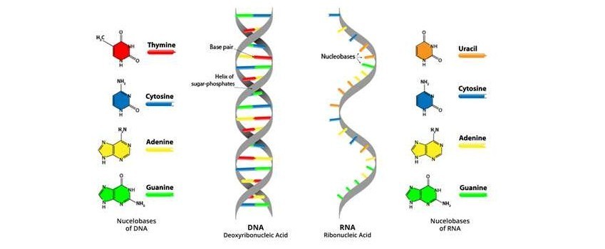 TRASCRIZIONE E MATURAZUIONE DEGLI RNA